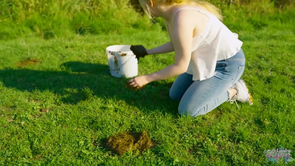 Collecting Cow Dung