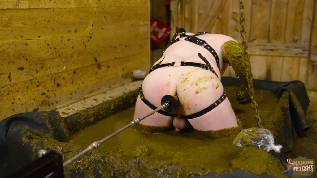 Five Prostate Orgasms in Cow Dung